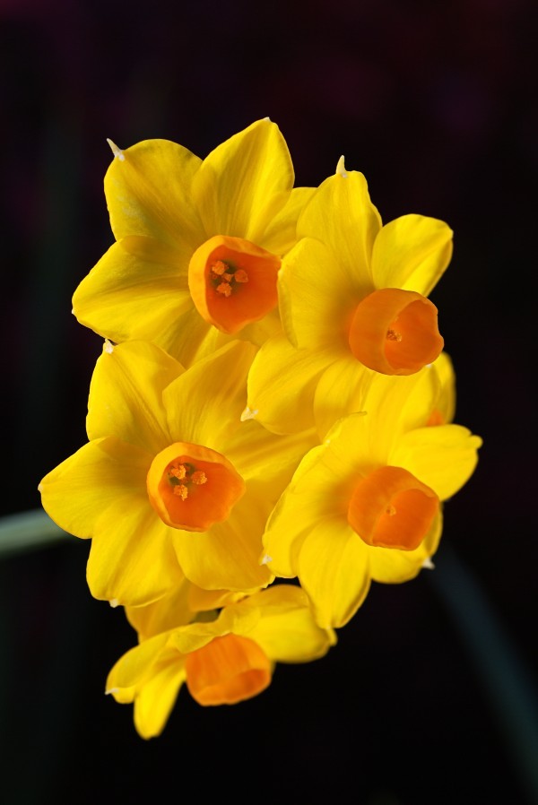 Jonquils Of Spring by Joy Watson